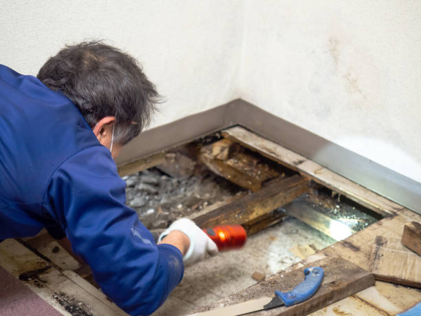 Best Mold Testing and Inspection Services in USA